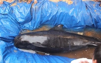 Cá voi hơn 300 kg dạt vào bờ biển Quảng Nam