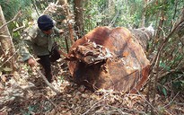Sẽ khởi tố vụ án phá rừng ở Chư Pah