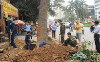 Đề nghị Thanh tra Chính phủ vào cuộc vụ chặt cây xanh Hà Nội