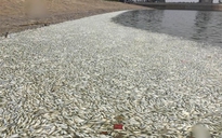 Cá chết nổi trắng hồ nước gần tâm vụ nổ Thiên Tân