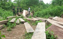 Phát hiện bãi gỗ lậu sát biên giới Việt – Lào