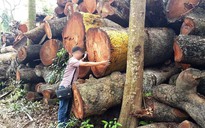 "Đột nhập" nơi nghi tập kết gỗ bị chặt tại Hà Nội