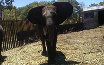 Zimbabwe bán hàng trăm con voi cho Trung Quốc