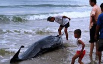Cá voi nặng 250 kg mắc lưới ngư dân