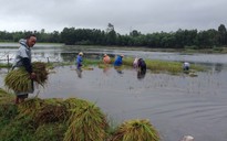 Nông dân Quảng Nam dầm mưa gặt 1.500 ha lúa