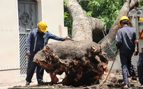 Cổ thụ đè sập tường rào Tổng Lãnh sự quán Nga