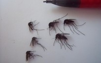 Muỗi khổng lồ Bắc Cực bùng nổ vì biến đổi khí hậu
