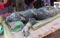 Phát hiện quái vật mình trâu đầu cá sấu ở Thái Lan