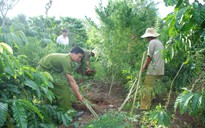 Vô tư trồng cần sa