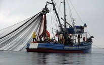 Mỹ quyết trấn áp nạn đánh bắt cá trái phép