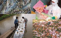 “Xuất khẩu thủy sản giảm đừng đổi lỗi cho Trung Quốc”