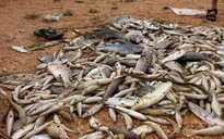 Quảng Bình thu gom hơn 100 tấn cá chết sau thảm họa "biển chết"