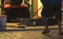 Tá hỏa phát hiện cá sấu "nằm chờ" trong nhà để xe