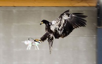 Cảnh sát Hà Lan huấn luyện đại bàng để "diệt" drone