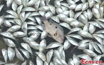 Trung Quốc: 20 tấn cá chết bí ẩn trong hồ Đỏ