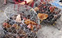 “Phát sốt” với đề xuất nhập khẩu gà từ Trung Quốc