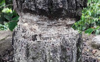 “Bức tử” rừng thông ở Lâm Đồng