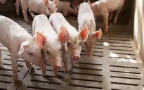 Kháng sinh trong chăn nuôi làm tăng vi khuẩn kháng thuốc