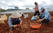 Lâm Đồng hỗ trợ cho khoai tây Đà Lạt "đấu" với hàng Trung Quốc