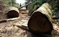 Cấm phá rừng… cho vui