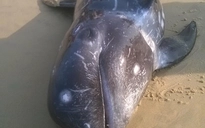 Cá voi chết bất thường dạt vào bãi biển ở Huế