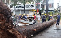 Cây xanh gây họa: Phải có địa chỉ trách nhiệm!