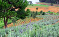 Đồi hoa lavender Đà Lạt gây sốt