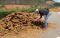 Bán tháo cây thuốc quý cho Trung Quốc