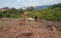 Dự án cao su đe dọa rừng Phong Nha - Kẻ Bàng