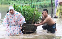 Miền Trung: “Te tua” hoa Tết