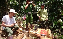 Khởi tố vụ phá rừng nghiêm trọng ở Lâm Đồng