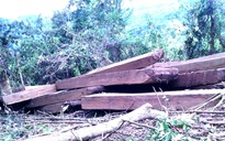 Truy bắt 17 đối tượng chặt 2 cây gỗ quý hơn 30m3