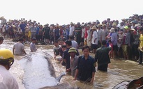 Clip hàng ngàn người giải cứu cá voi 17 tấn mắc kẹt trên bãi biển