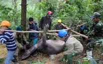 Rét đột ngột hàng loạt trâu bò lăn ra chết