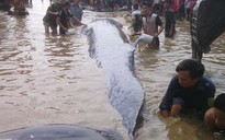 Cá voi nặng trên 7 tấn chết trôi dạt vào biển Nghệ An