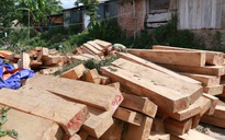 Phát hiện thêm hàng chục phách gỗ pơ mu sát vách biên phòng