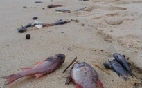 Bộ TN-MT: Hiện tượng cá chết hàng loạt có thể tái diễn