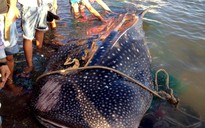 Cá nhám voi trong "sách đỏ” dạt vào bờ biển Khánh Hòa