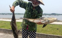 Cá lồng ở cửa biển Thanh Hóa chết bất thường hàng loạt