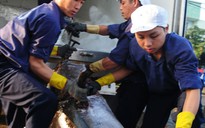 Đánh bắt cá ngừ kiểu Nhật gặp khó