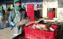 “Vỡ mộng” xuất khẩu cá nóc