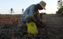 Săn chuột mùa hạn-mặn, kiếm nửa triệu mỗi ngày