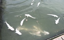 Vụ cá chết ở Long Sơn: Thiệt hại ước tính trên 6 tỉ