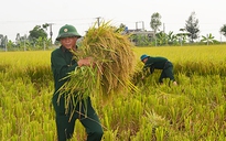 Công an, bộ đội, học sinh gặt lúa giúp dân "chạy" bão số 7