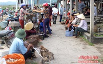 Thích thú đến chợ chó con ở Nghệ An