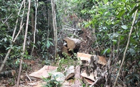 Cán bộ quản lý rừng bị nhóm đối tượng nghi lâm tặc chém chết