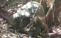 Đồng Nai: Bò tót nặng 200 kg nghi bị bắn chết để lấy thịt