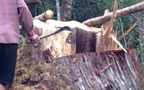 Lâm tặc triệt hạ 30 cây pơ mu hàng trăm năm tuổi ở Quảng Nam