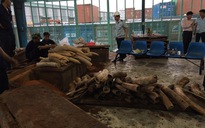 Phát hiện 1 tấn ngà voi bên trong khối gỗ
