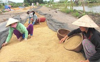 Giá lúa ĐBSCL tăng vọt, bà con nông dân mừng ra mặt